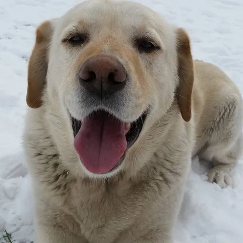 zex
