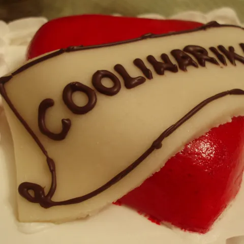 Cool tortica