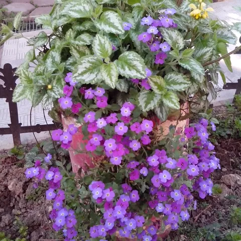 Image 1895171 (auto)