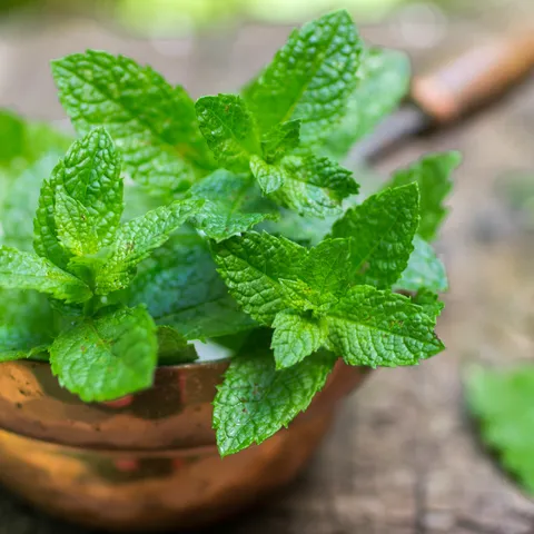 Menta