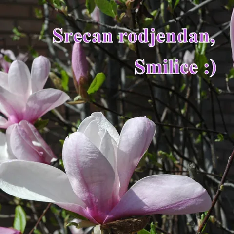 Srecan rodjendan, Smajlice :)