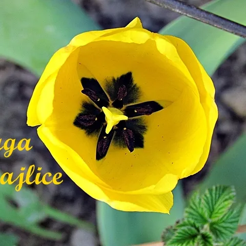 Sretan rođendan draga Smajlice!