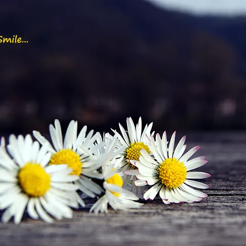 Draga Smile...