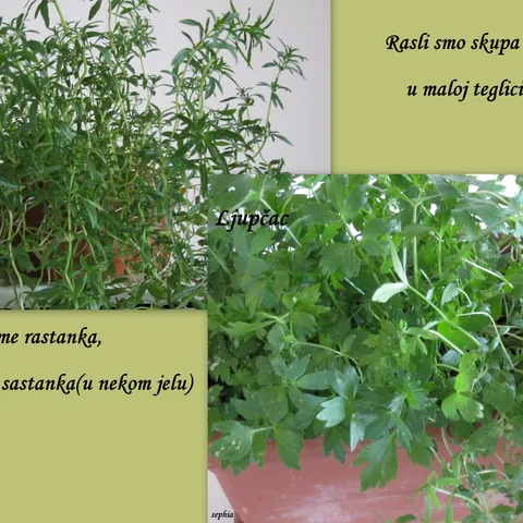 Čubar i ljupčac- za Sabirnicu II