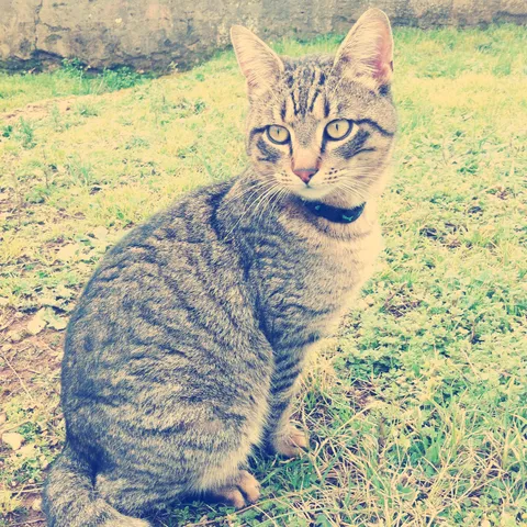siker-ica