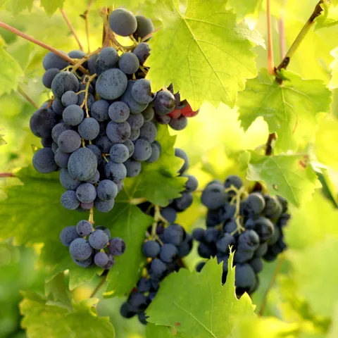 Jesen (Sunce) u mom vinogradu