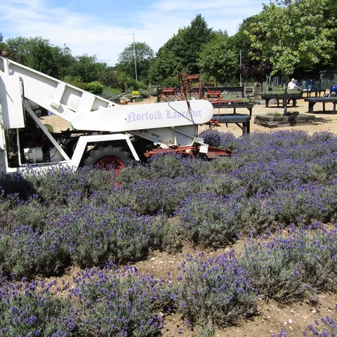Farma lavande