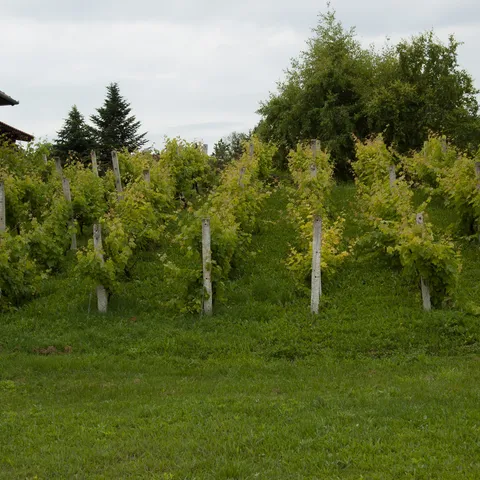 Vinograd u cvetu