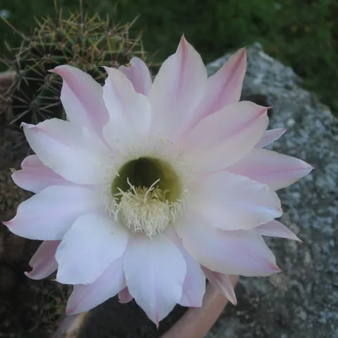 karlomia