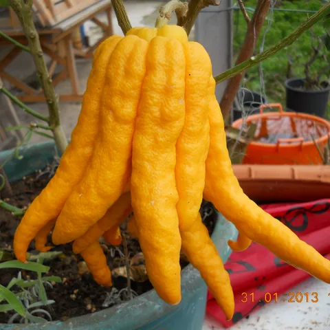 Citrus medica - budina ruka