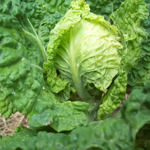 Njegovo veličanstvo Kelj