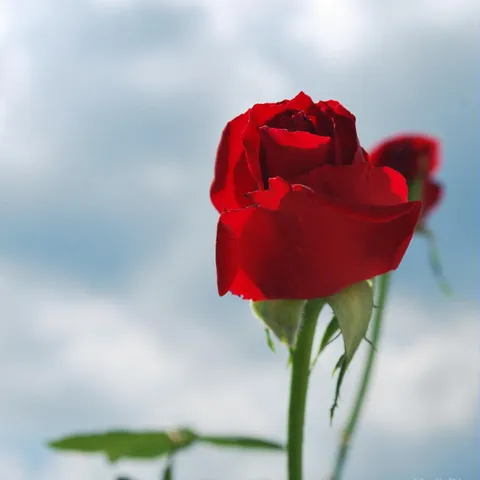 Draga Jafi srecan rodjendan :)