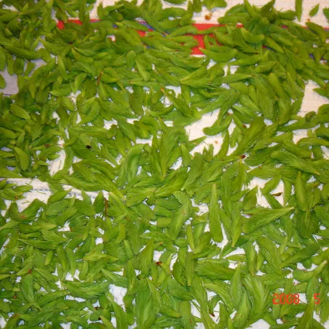 sirup od borovih iglica