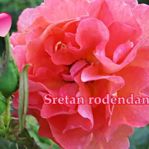Sretan vam rođendan!