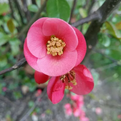 genoveva