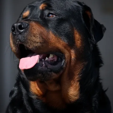 soprano