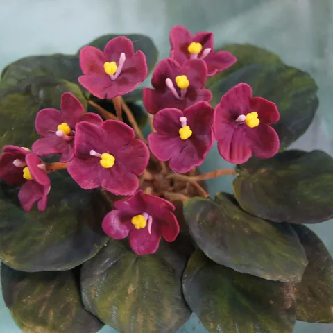 gumpaste african violet
