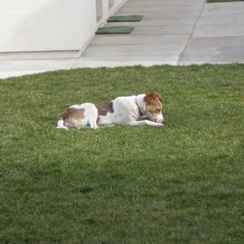 Lucy - sunčanje