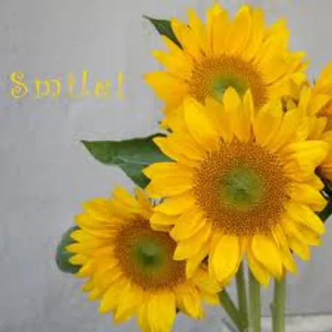 Tanya26