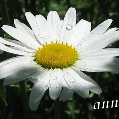 annika