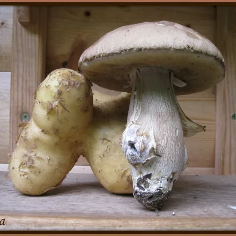 Gljivarijada Vrbovsko