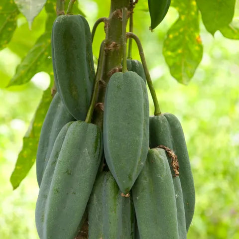 Babako