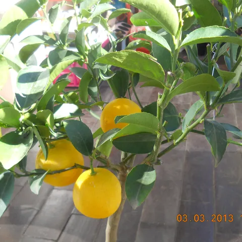 Limetta Palestina