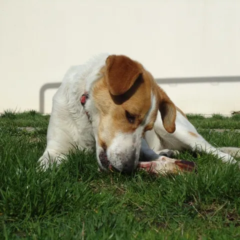 pozdrav od Lucy