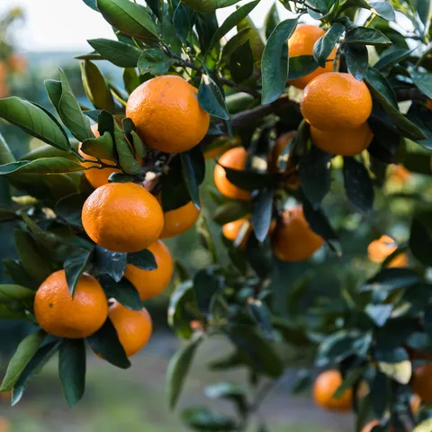 Berba mandarina