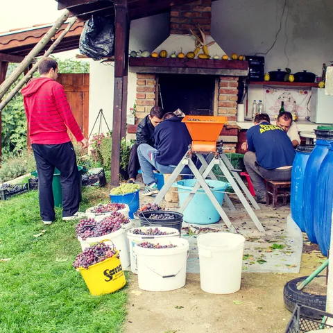Berba 2013