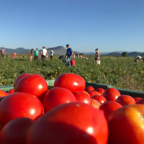 Priča o rajčici koja je brojne dirnula do suza. Kako nastaje Podravka passata?
