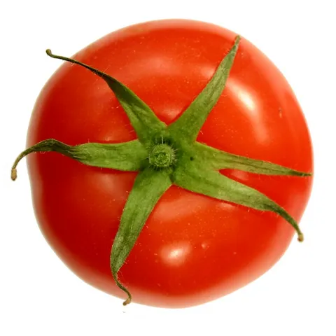 tomatko