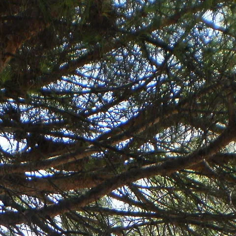 Nedelja