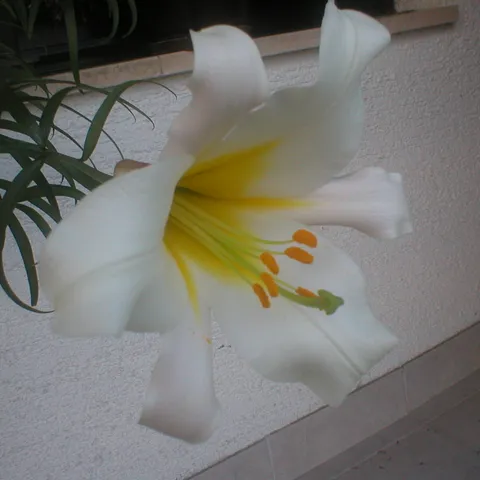 inana