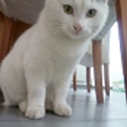 Kaisli