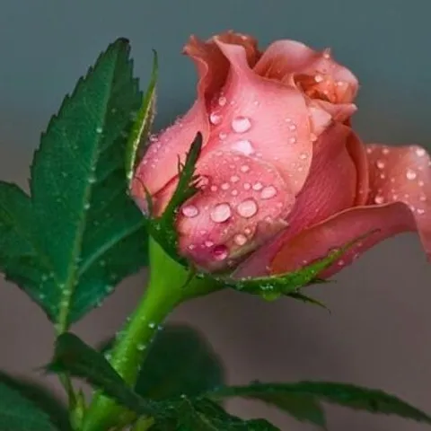 Slavica566