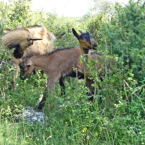 Amalteja - capra hircus ili jednostavno, po naški – koza