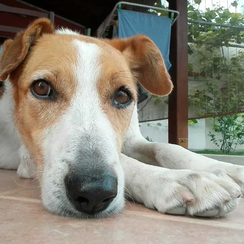 Lucy