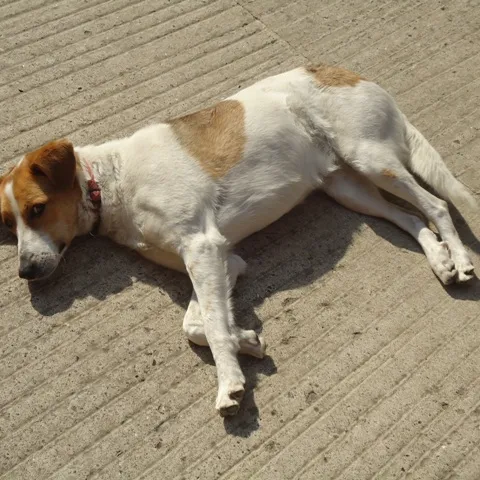 Lucy na suncu