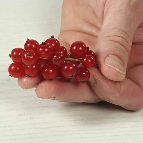 Čišćenje crvenog ribiza