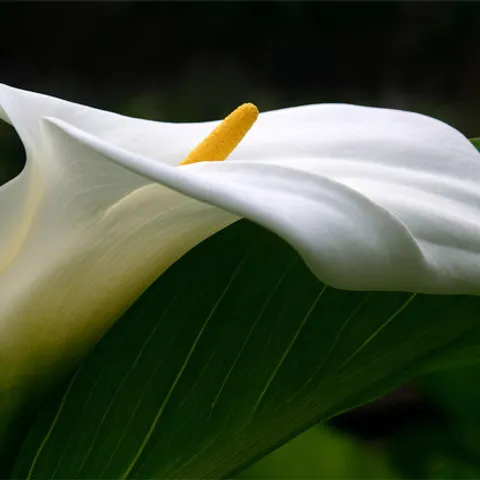 mamadela