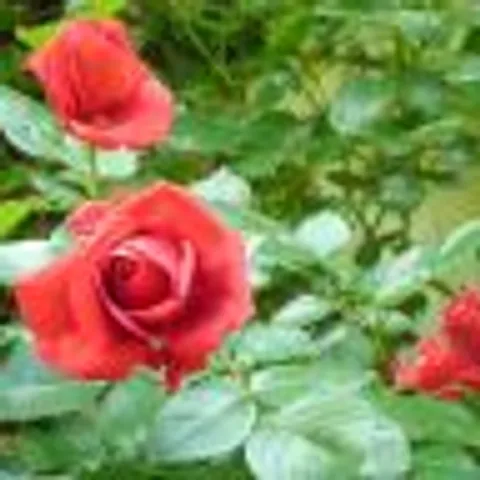 Lantana2