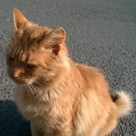 meowmers