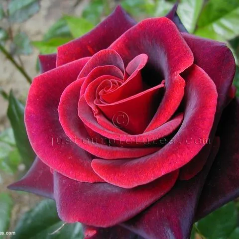 julijana45