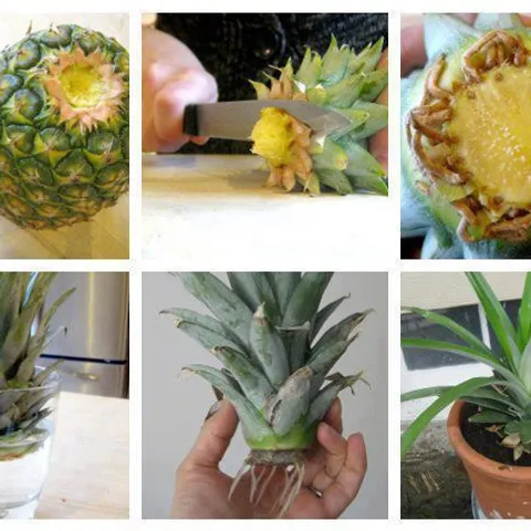 Ananas