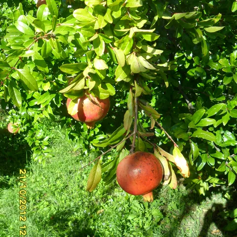 Šipak