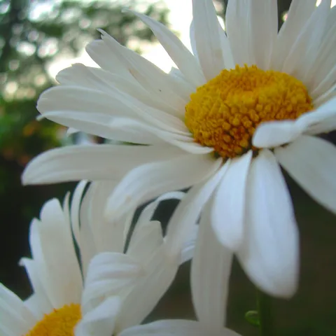 Pretty daisies