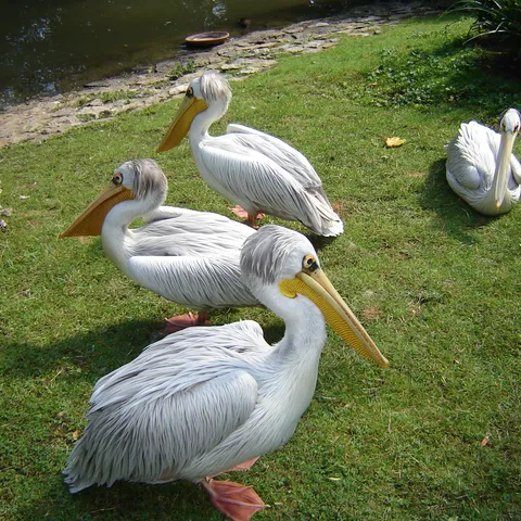 zoo