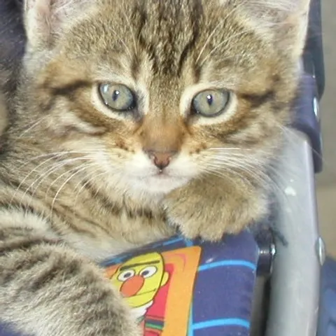 MICEK