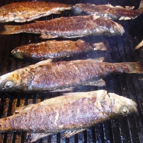 NERETVANSKA PASTRMKA SA ROSTILJA